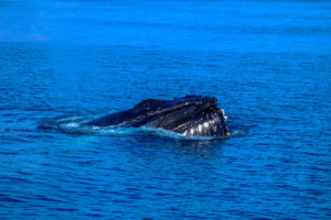 Whale Watching Experience in Cabo San Lucas