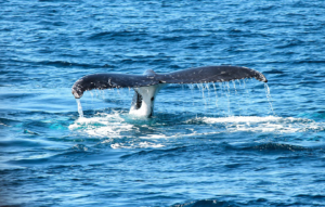 Whale Watching in Cabo San Lucas