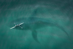 Go White Shark Watching in Cabo San Lucas