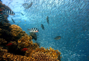 fish in the ocean