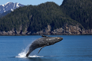 Charter a Luxury Yacht to Enjoy Whale Watching Season in Cabo