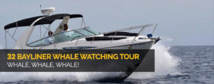 Whale Watching