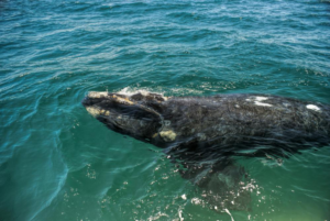 Great Whale Watching Experience In Cabo
