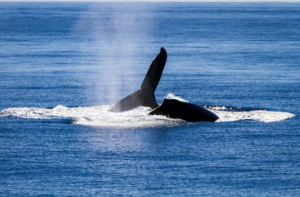 Humpback and Gray Whales