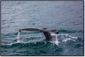 Whale Watching with Kids