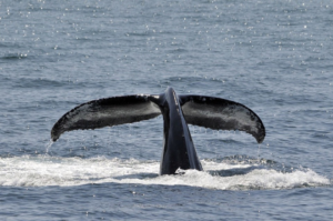 Best Season to Spot Humpback Whales in Cabo