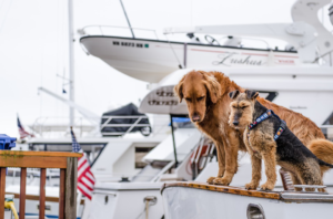 Book a yacht