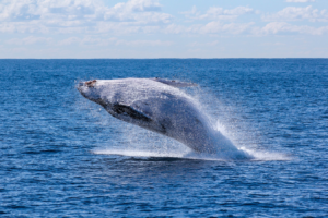 Hidden Benefits of Responsible Whale Watching in Cabo San Lucas