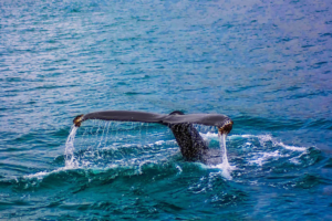 Things You Should Know When Whale Watching