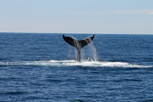 Some Things to Know Before You Go Whale Watching