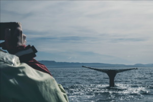Prepare For A Whale Watching Boat Adventure In Cabo