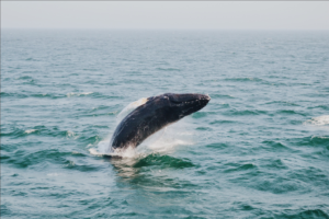 Fun Facts About Humpback Whales You Need To Know