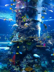 Deep-sea fishing in Cabo San Lucas