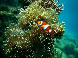 underwater diving in Cabo San Lucas