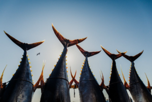 fishing in Cabo San Lucas