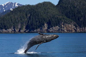 whale ou of the water