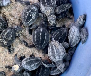 Preserving the Legacy: The Successful Sea Turtle Conservation in Cabo San Lucas