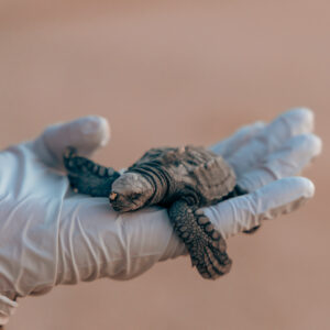 Preserving the Legacy: The Successful Sea Turtle Conservation in Cabo San Lucas