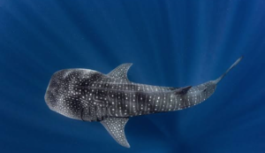 Swimming with Whale Sharks in La Paz,
